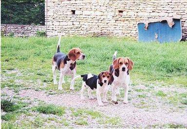Beagle Pataude, Athena, Chipie - Beagle