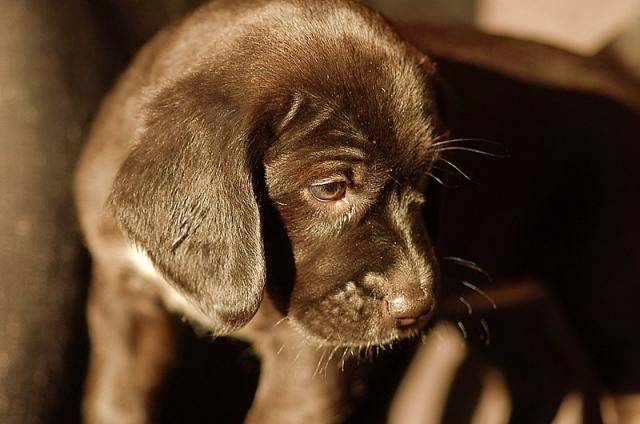 Beagle - Beagle