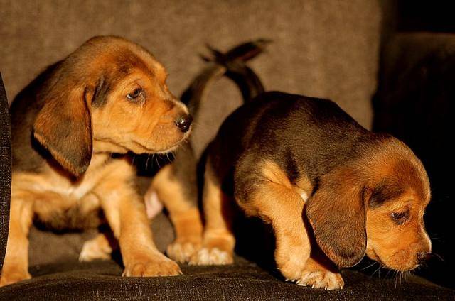 Beagle - Beagle