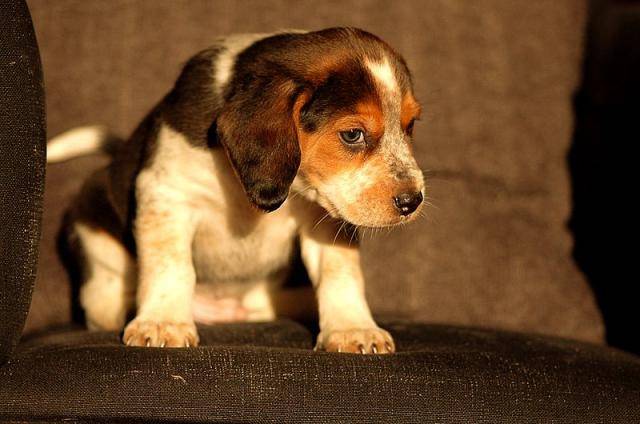 Beagle - Beagle