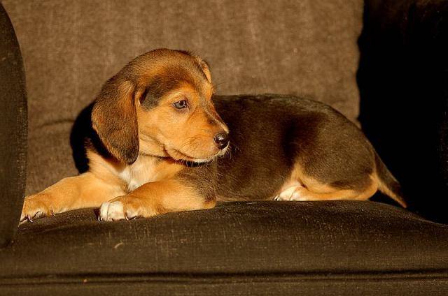 Beagle - Beagle