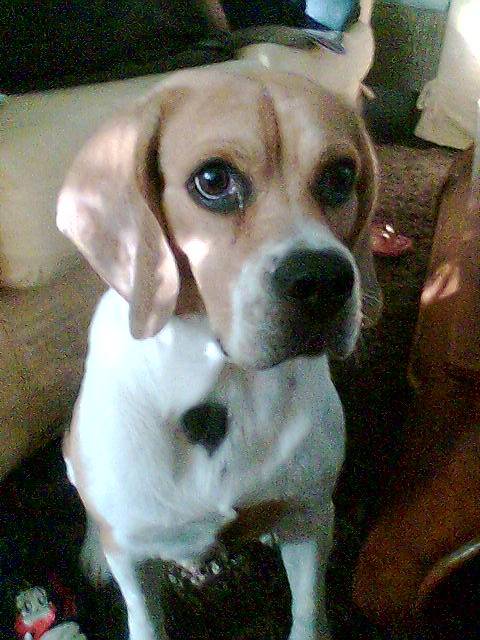 beagle GuIgUi - Beagle
