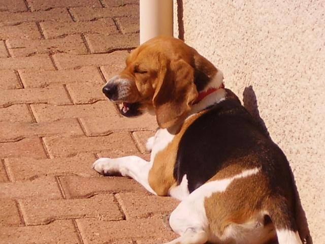 beagle - Beagle