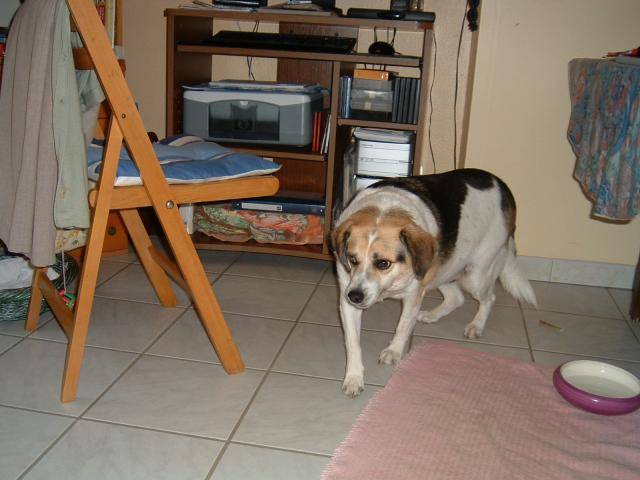 bâtard de beagle, notre Oscar - Beagle