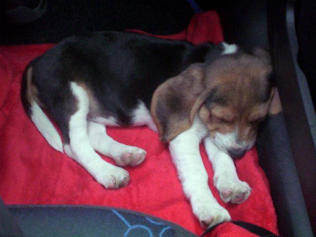 beagle CASSY 2 MOIS - Beagle (2 mois)