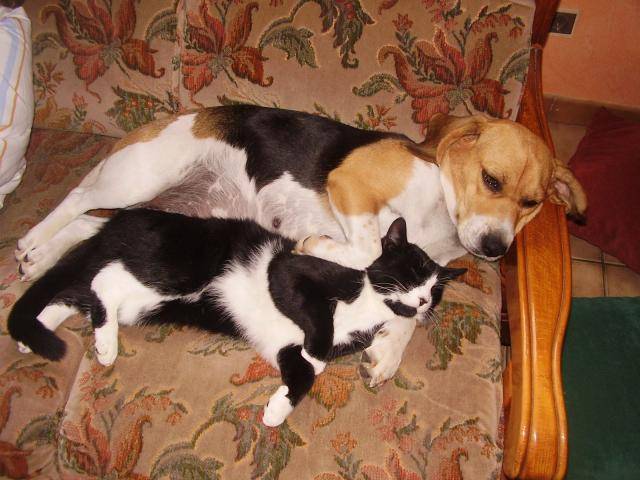beagle SUPER GIGI - Beagle