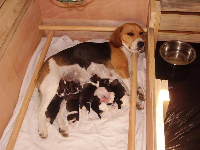 beagle angie & ses bébés - Beagle