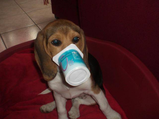 BEAGLE CASSY 3 MOIS - Beagle (3 mois)