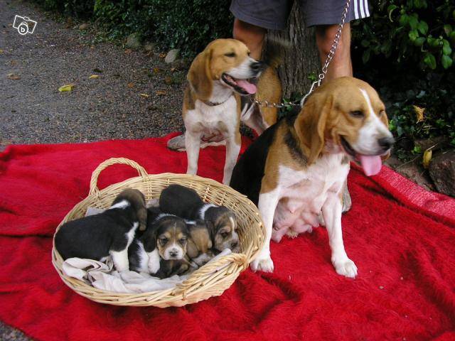 BEAGLE CASSY 3 MOIS - Beagle (3 mois)