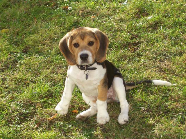 beagle, biscarosse - Beagle