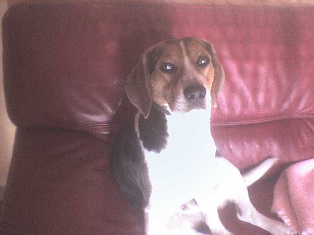 bandit - Beagle Mâle (4 ans)