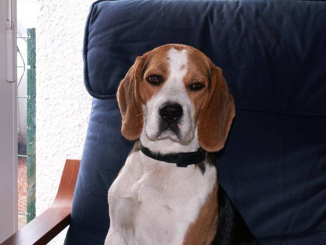 Beagle Czerny - Beagle