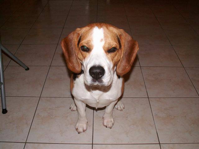 Beagle Czerny - Beagle