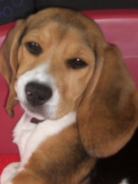 BEAGLE CASSY 4 MOIS - Beagle (4 mois)