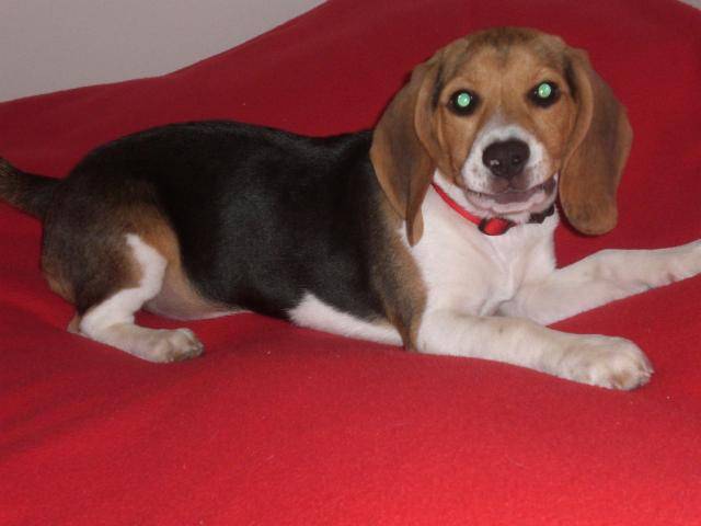 BEAGLE CASSY 4 MOIS - Beagle (4 mois)