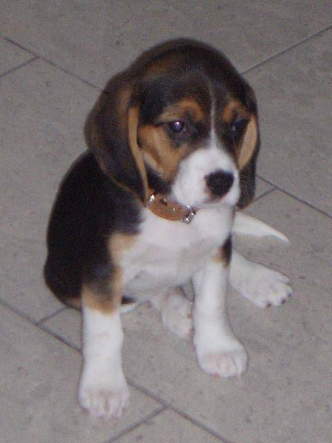 Beagle Eclipse - Beagle