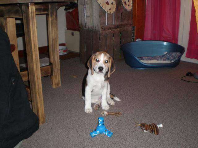 beagle;Taïlo 2mois et demi - Beagle
