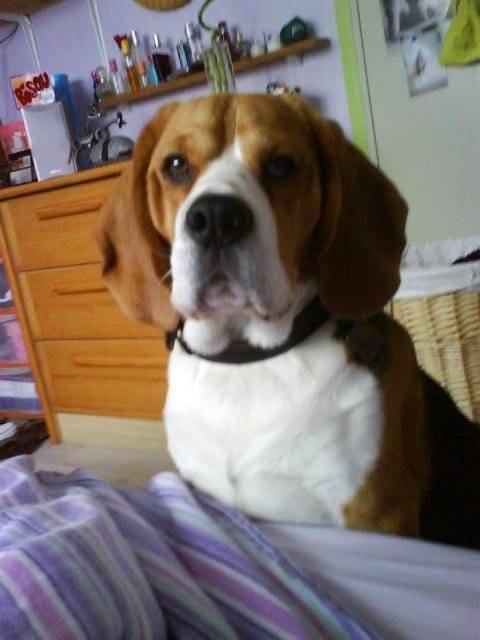 beagle : Vidocq - Beagle