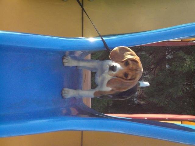 BEAGLE CASSY 5 MOIS - Beagle (5 mois)