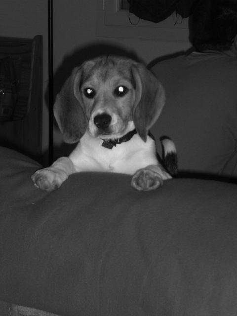 BEAGLE CASSY 5 MOIS - Beagle (5 mois)