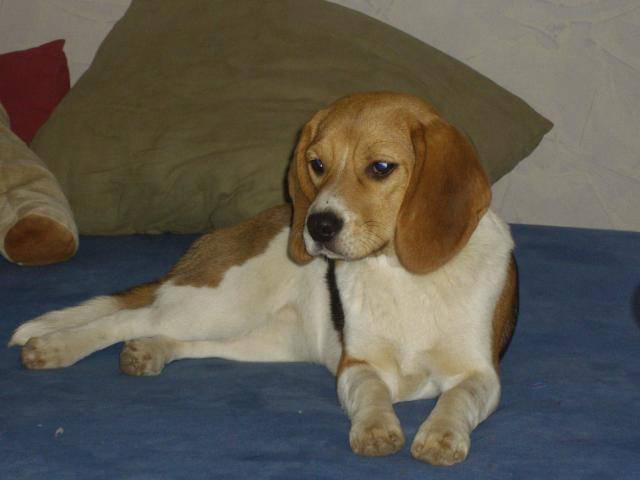 beagle: calyss - Beagle