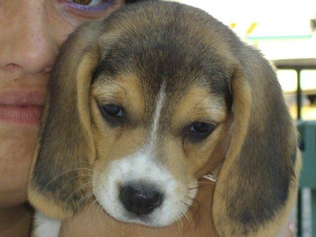 beagle - Beagle
