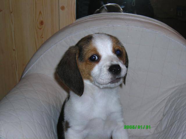 bauer - beagle - Beagle