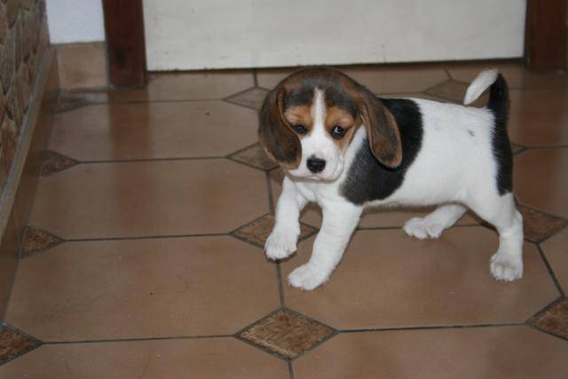 Beagle Dafney - Beagle