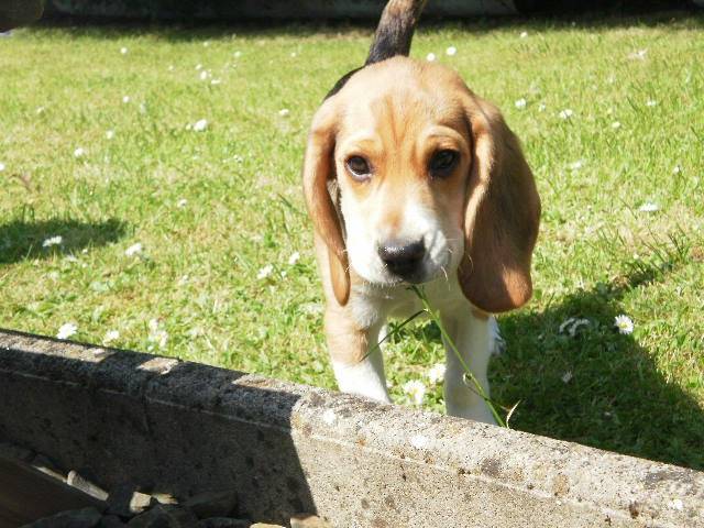 Beagle Elliot - Beagle