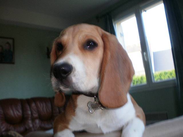beagle Elliot - Beagle
