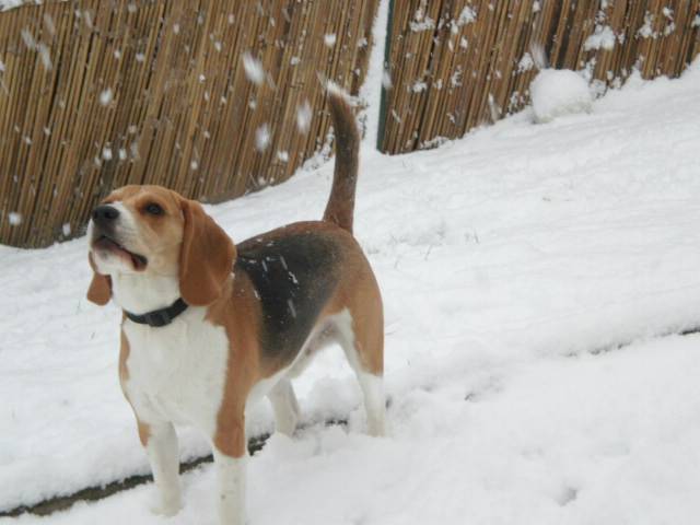 beagle Elliot - Beagle