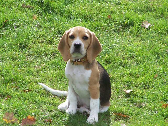 beagle élite - Beagle