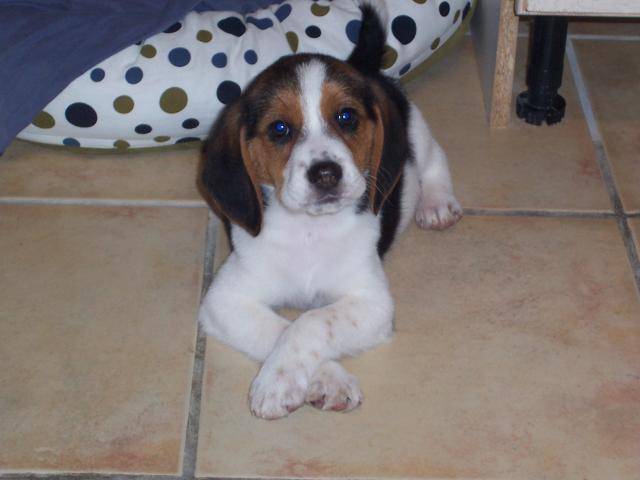 Tunk Beagle - Beagle