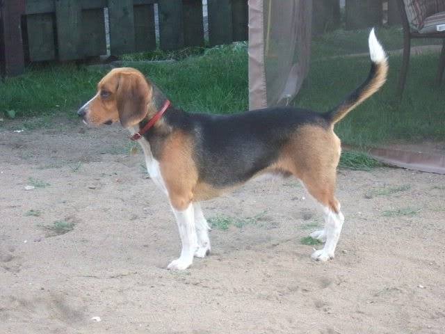 Billy - Beagle Mâle (5 ans)