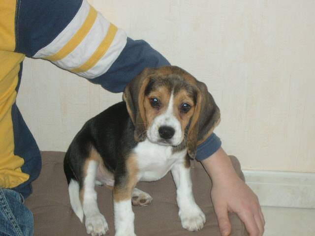 beagle- faust 3 mois - Beagle (3 mois)