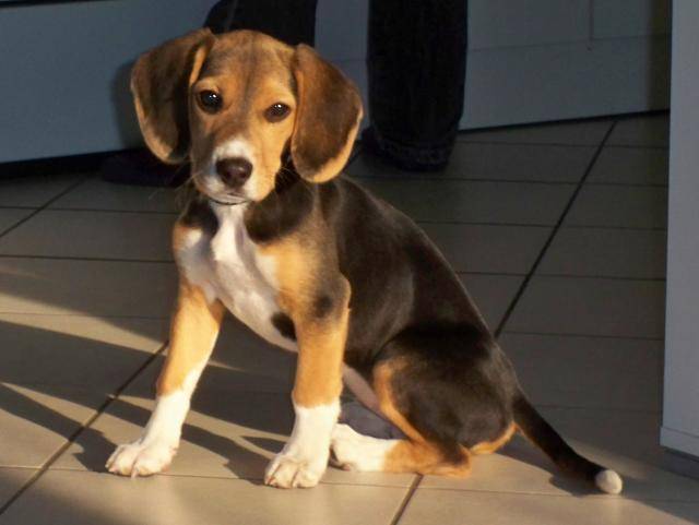 Beagle - Enjy - Beagle