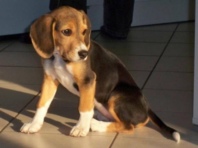 Beagle - Enjy - Beagle