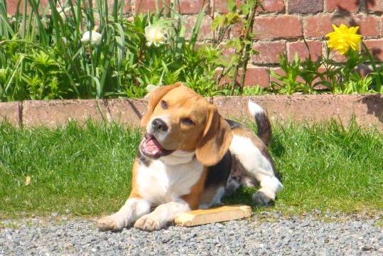 BEAGLE ENZO 10 MOIS - Beagle (10 mois)