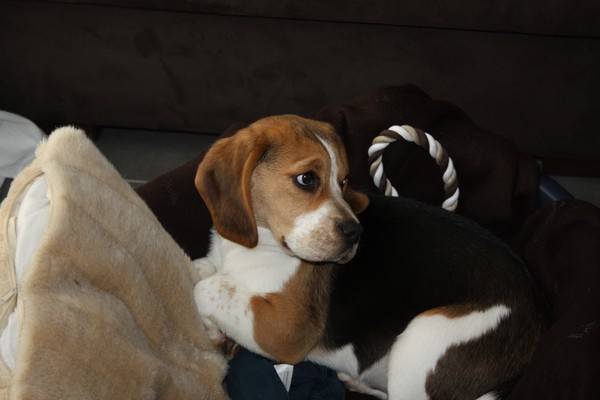 Beagle Gibbs - Beagle