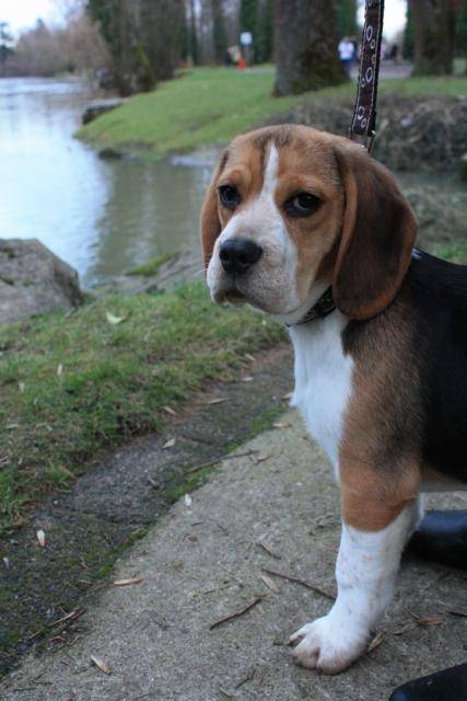 Beagle Gibbs - Beagle
