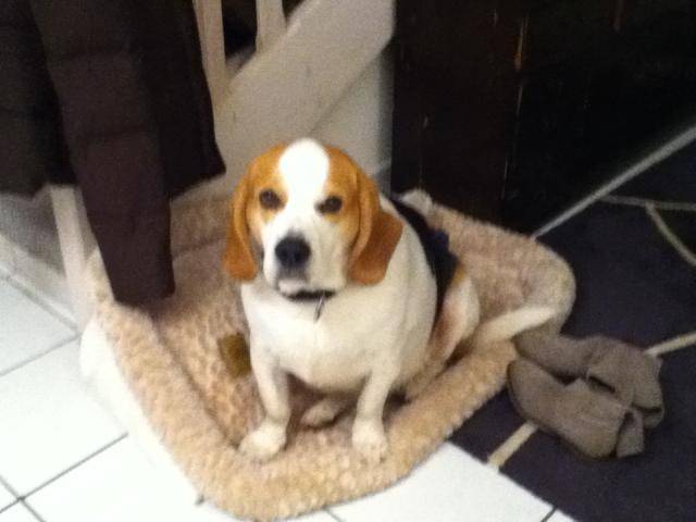 beagle cimba - Beagle