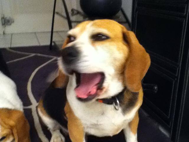 beagle sidney - Beagle