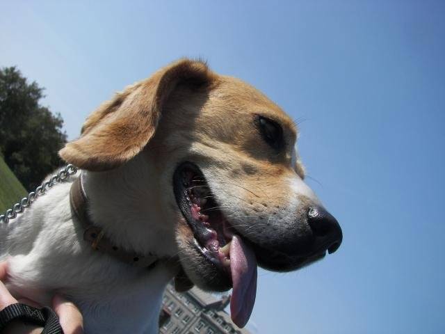 Ma petit chienne beagle, Myra - Beagle