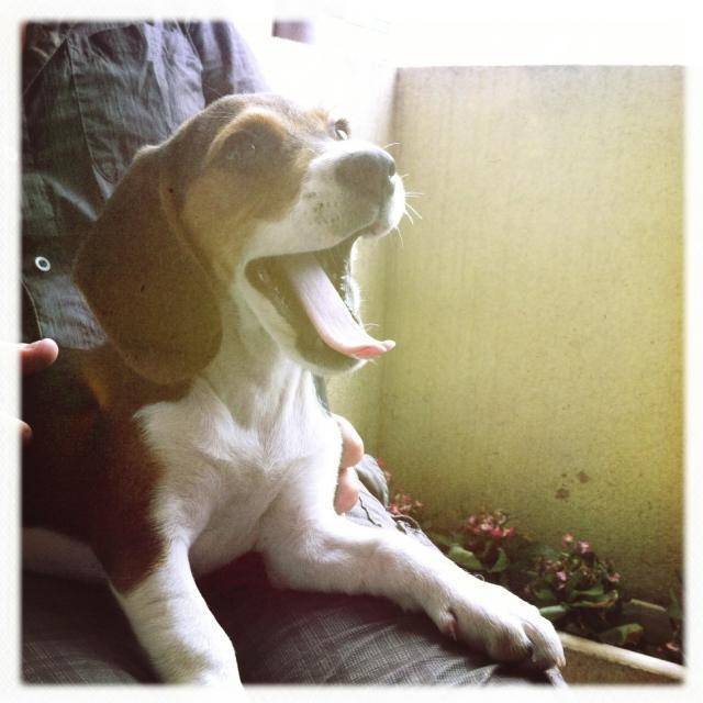 Beagle INTI - Beagle