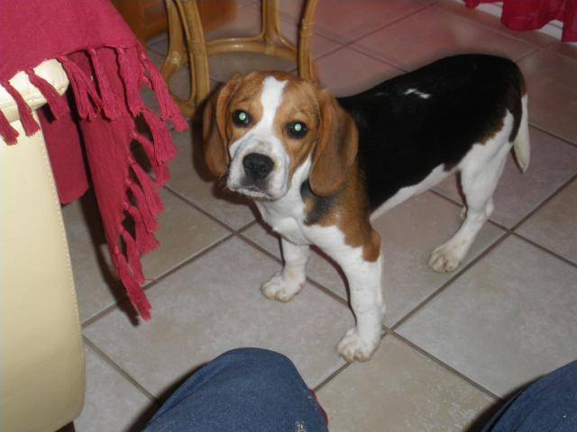 beagle gipsy - Beagle