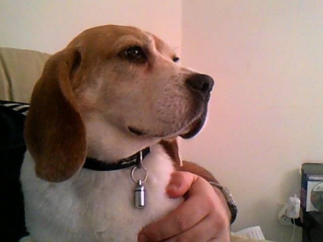Arielle de la croix Finor ,beagle - Beagle