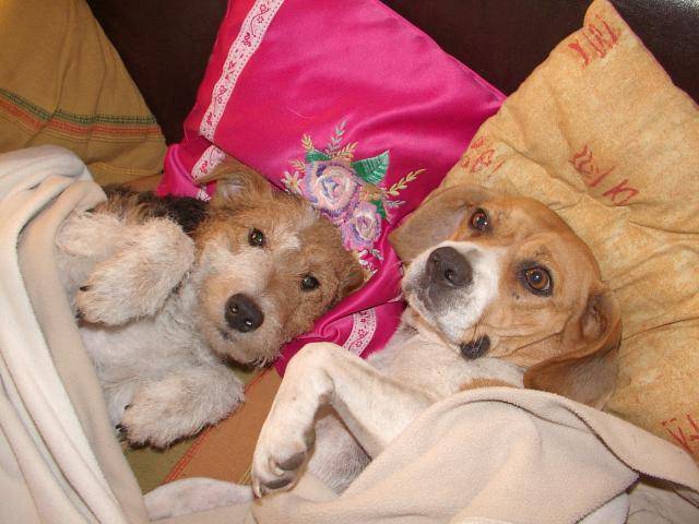 Docky et Venus Fox terrier et Beagles - Beagle