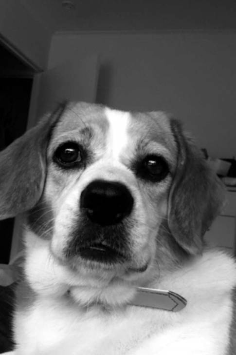 Jodie - Beagle (6 ans)