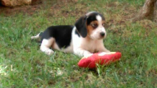 silow - Beagle Mâle (2 mois)