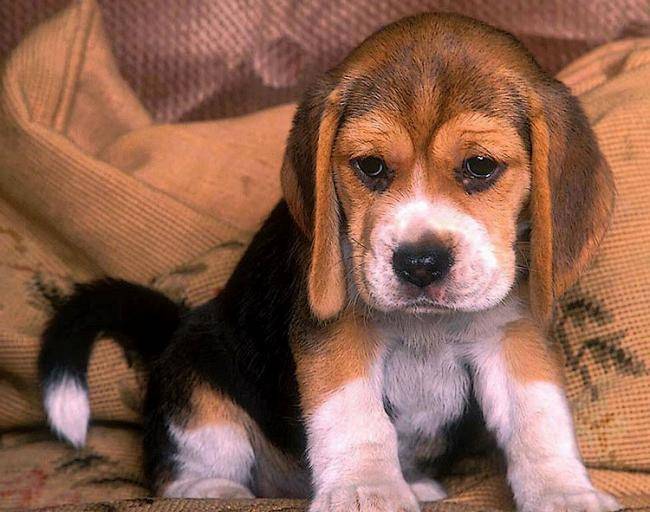 Chiot Beagle - Beagle